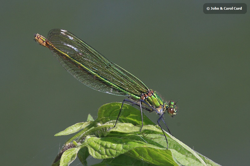 IMG_9772 Calopteryx splendens female.JPG